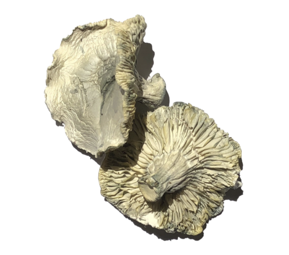 Buy Phobos Magic Mushrooms Strain - Image 2